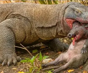 مستند حیات وحش؛ کومودو سفاک طعمه رو فشار میده به در و دیوار جا کنه تو حلقش