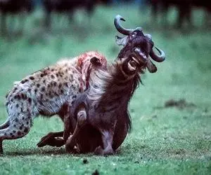 جذابیت حیات وحش؛ کفتار سفاک مذبوحانه کل یالدار مسلول رو شرحه کرد برد با گله بلعید