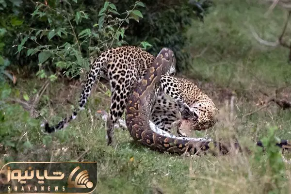 Python Constricts Leopard!