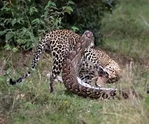 از جذابیت های حیات وحش؛ پلنگ گرسنه پیتون عظیم الجثه رو بدجووور سوسکش کرد 