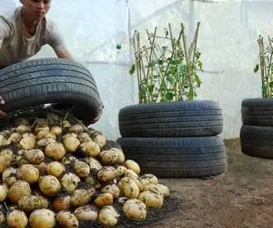 ایده های خلاقانه؛ باغچه نداری تو لاستیک ماشین سیب زمینی بکار یه خروار محصول میده