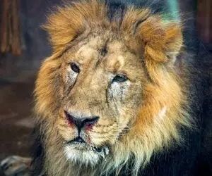 وضعیت غم انگیز هیرمان تنها شیر نر ایرانی + عکس