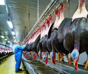 فرآوری بوقلمون؛ جوجه بوقلمون تو دستگاه گُنده میکنه با قداره گلوشو میبره میپزه