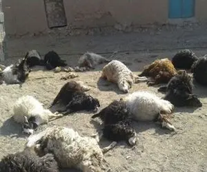 تندباد در ایلام 30 راس گوسفند و دامدار صاحبشان را کُشت!
