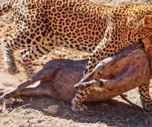 بدایع حیات وحش؛ پلنگ بدسگال یهو پرید روی گراز و گردنشو جر داد فقط جیغ زدناش