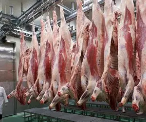 فرآوری گاو؛ شیر گاو 2500 تنی رو میدوشن با اره برقی گردن میزنن استیکی برش میدن