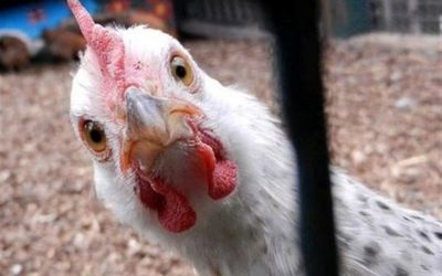 مردم شریف ایران احتمالاً باید کم کم با مرغ خداحافظی کنید!