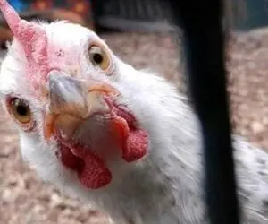 مردم شریف ایران احتمالاً باید کم کم با مرغ خداحافظی کنید!