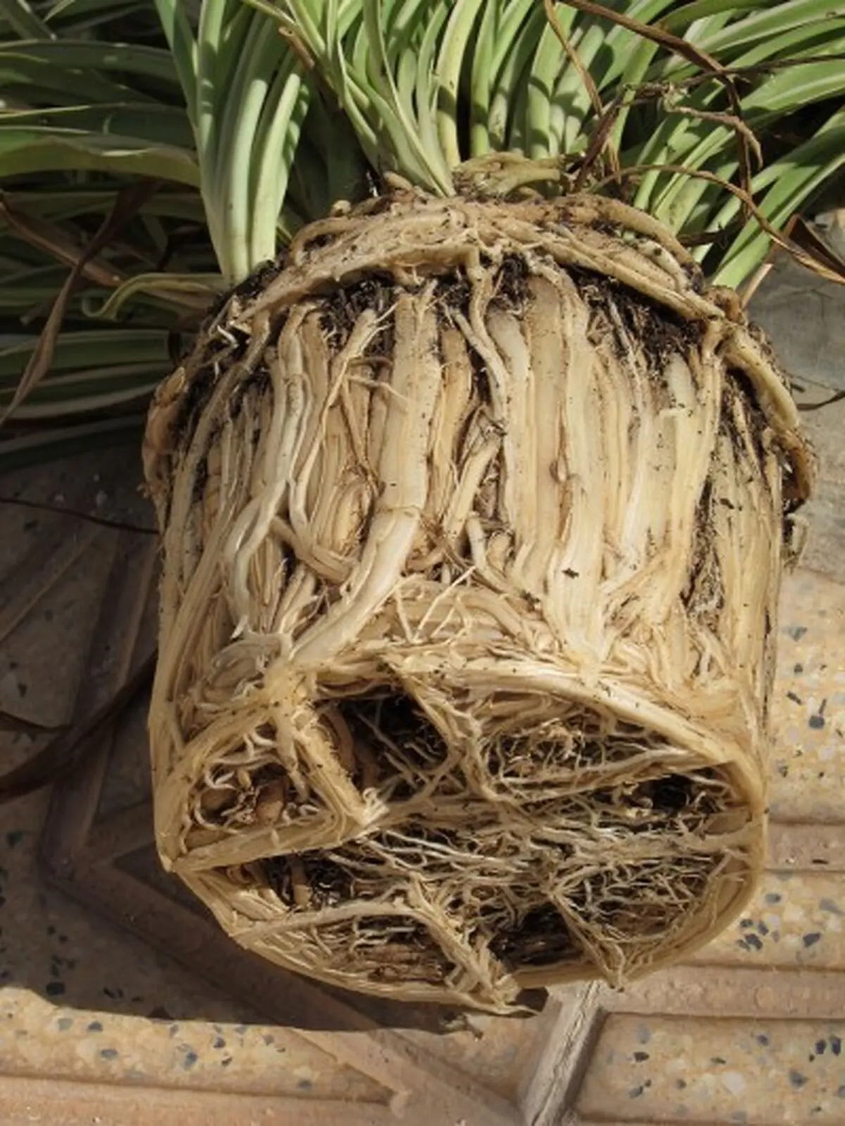 rootbound-400x533