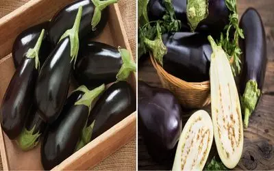 چجوری بادمجون بخریم که غذا رو داغون نکنه؟/ ترفندای تشخیص بادمجون تلخ و شیرین