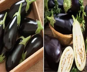 چجوری بادمجون بخریم که غذا رو داغون نکنه؟/ ترفندای تشخیص بادمجون تلخ و شیرین