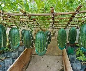 کشاورزی بدیع؛ تو تراس ریسه بسته هندوانه کاشته درختی آویزون شده طعم عسل گرفته