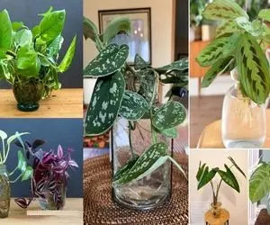 گیاهان زینتی در آب / ویاره اینا خاکه ببینن بالا میارن بهتر چیه هزارتا حشره میاره خونه