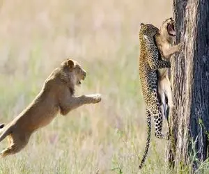 مستند حیات وحش / پلنگ دیوانه توله شیر را می رباید مادر انتقام می جوید