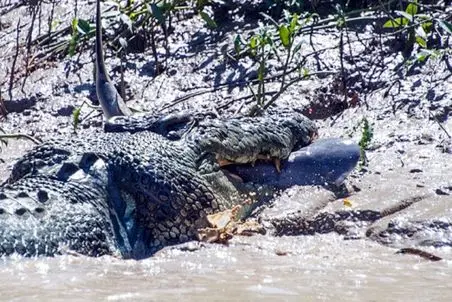 مستند حیات وحش؛ وقتی کوسه با کروکودیل زیر آب درگیر میشن یه نبرد تماشایی خلق میشه