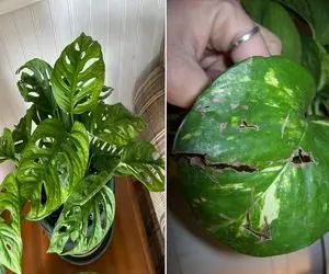 دلایل سوراخ شدن برگ گیاهان / فقط فیسشون بیریخت نمیشه از تو نابودن اینجوری نجاتشون بده