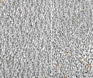 بازی فکری؛ پلیکانی را که کلاه مهمانی در میان پلیکان‌ها قایم کرده را پیدا کنید!