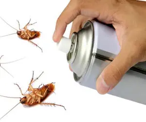 قیمت سمپاشی انواع سوسک در تهران و کرج