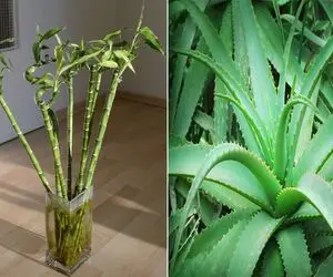 گیاه جذب ثروت رو کجای خونه بذاری تا پول و برکت سرازیر شه؟/ معرفی چندتا گیاه پول ساز