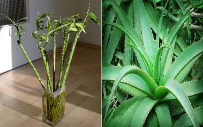 گیاه جذب ثروت رو کجای خونه بذاری تا پول و برکت سرازیر شه؟/ معرفی چندتا گیاه پول ساز