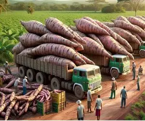 کشاورزی نوین؛ با تجهیزات به روز کاساوا پرورش میدن اندازه درخت تبریزی واسه  رشد مو 