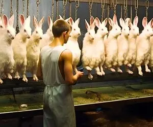 فراوری خرگوش؛ میلیون میلیون خرگوش رو آب و غذا میدن تا چاق بشه و بعد گوشتش بشه بریان