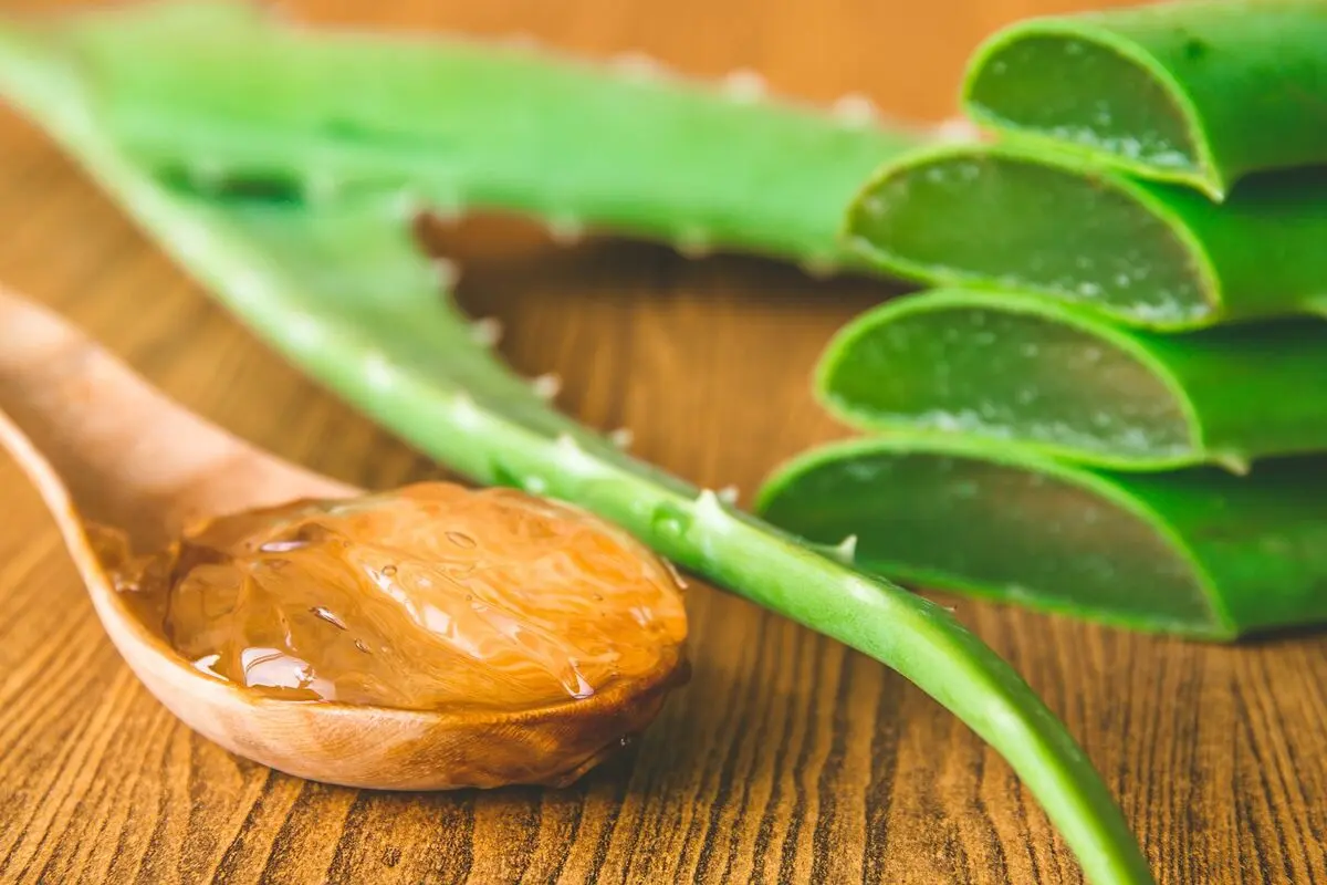 aloe-vera4