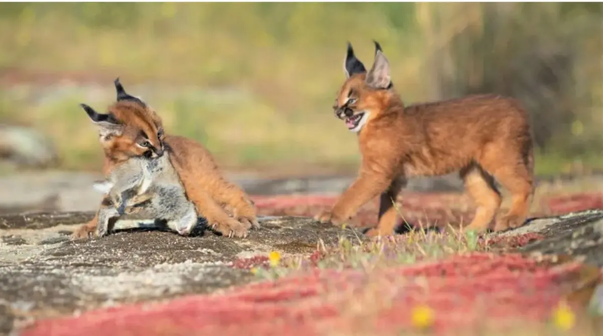 Cute Caracal