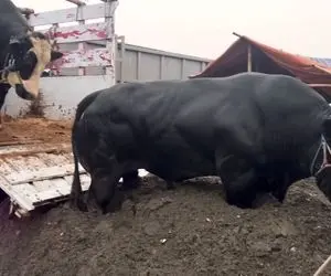 گاوهای باورنکردنی؛ گاو سیاه غول از کامیون اومد پایین به قدری سنگین بود تو شن فرو رفت