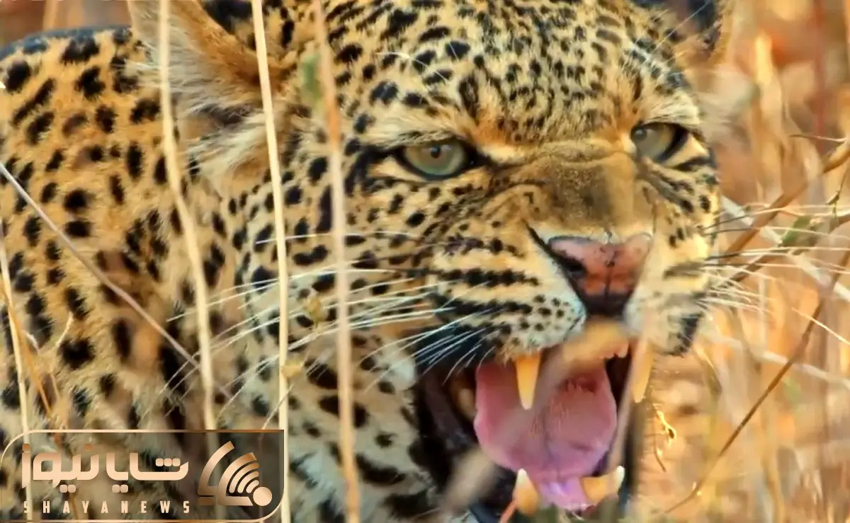 از جذابیت های حیات وحش؛ پلنگ عجب جیگری داره به شیری که بچشو میخوره نگاه میکنه