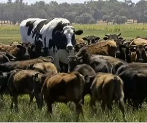 فرآوری گاو؛ گاو 1400 کیلویی که میون گله باقی گاوها انگار گوساله اند در برابرش