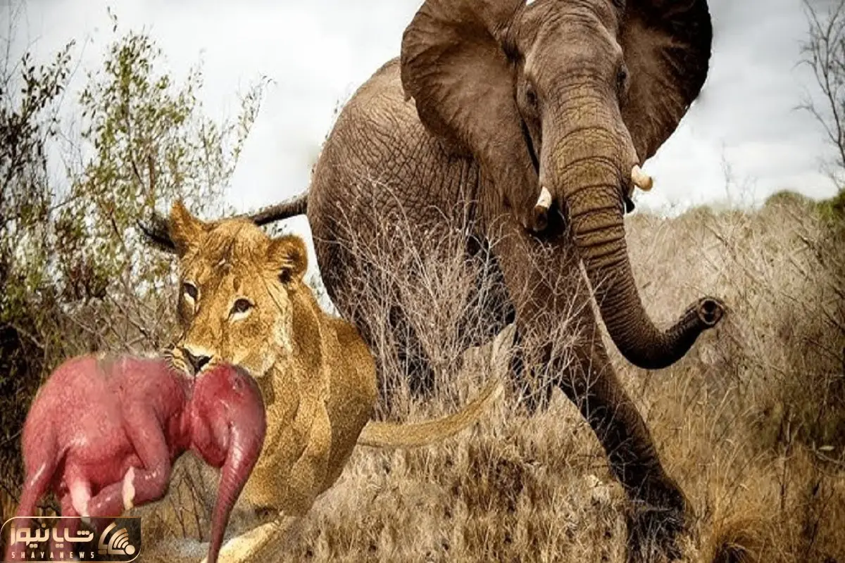 نارام زیان؛ شیر بدسگال توله فیل و زخمی کرد دزدید مادرش با خرطوم شیرو مثله کرد