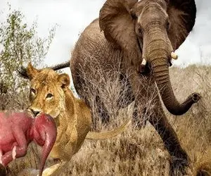 نارام زیان؛ شیر بدسگال توله فیل و زخمی کرد دزدید مادرش با خرطوم شیرو مثله کرد