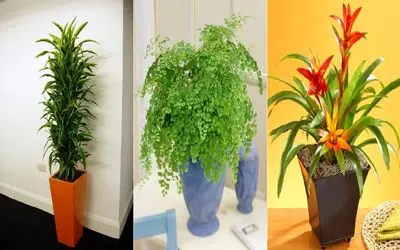 گیاهان آپارتمانی مناسب فضای کم نور که تنها روشناییش لامپه / برا اتاق و راه پله تاریک