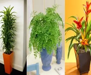 گیاهان آپارتمانی مناسب فضای کم نور که تنها روشناییش لامپه / برا اتاق و راه پله تاریک