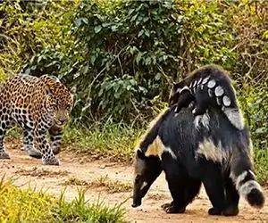 مستند حیات وحش؛ نجات بچه مورچه خوار از چنگ شکارچیان