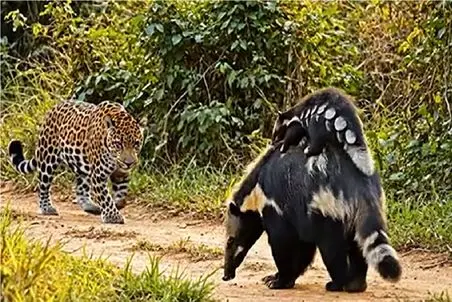 مستند حیات وحش؛ نجات بچه مورچه خوار از چنگ شکارچیان