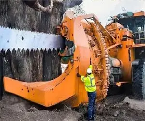 ابزارآلات غول پیکر؛ اپراتور بیل مکانیکی اره و چنگک انداخت دور درخت نابودش کنه