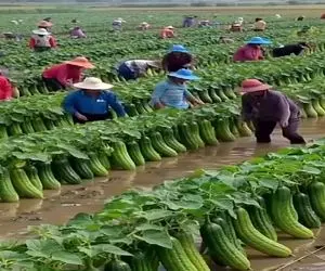 کشاورزی نوین؛ همینجوری تفریحی بذر خیار چنبر پاشیدن زمین جدی جدی بار داد کفشون بریده