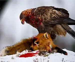مستند حیات وحش / وقتی عقاب دشنه دست میشه، روباه جایی برای فرار نداره