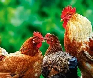 دامداری نوین؛ خروس با این حرکت خودش رو تبدیل به نام و خاطره کرد مرغا هم بیوه شدن