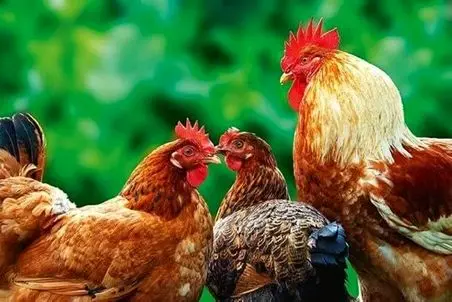 دامداری نوین؛ خروس با این حرکت خودش رو تبدیل به نام و خاطره کرد مرغا هم بیوه شدن