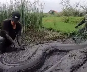 از جذابیت های حیات وحش؛ آقاهه کله خر با سگ پیت بول پیتون غول از مرداب درآوردن