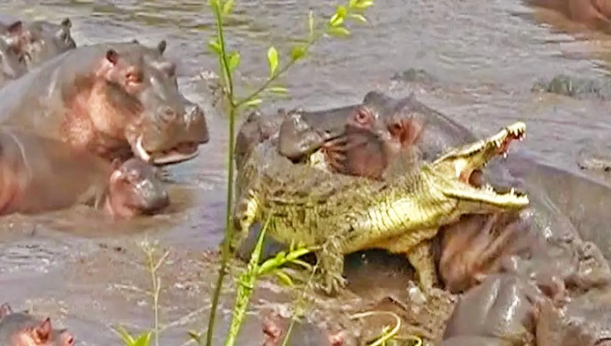 Hippos-vs-Croc-FB