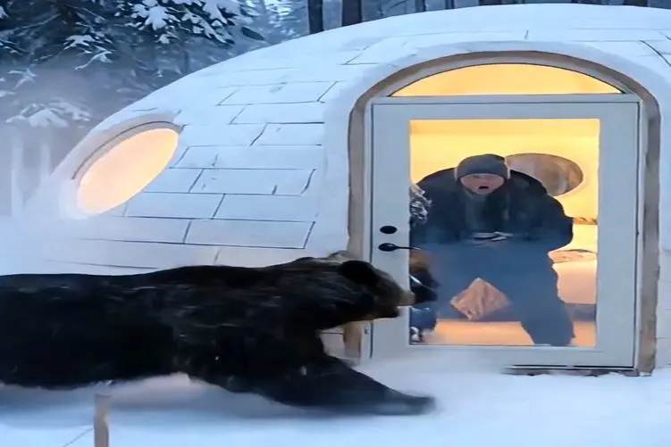 معماری خلاقانه؛ با خونه ای که مرد تو دل جنگل ساخت خرس حرصی شد