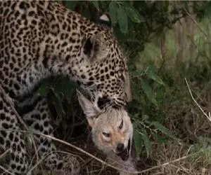 مستند حیات وحش؛ لحظه دلخراش جان دادن حیوانات میان فک های قدرتمند پلنگ