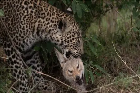 مستند حیات وحش؛ لحظه دلخراش جان دادن حیوانات میان فک های قدرتمند پلنگ