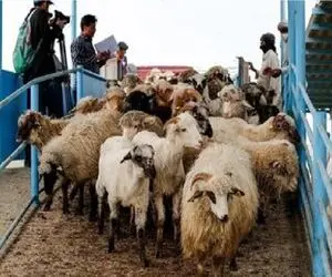  قیمت دام زنده امروز ۲۲ اردیبهشت ۱۴۰۵ + جدول