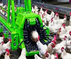 کارخانه حیوانات؛ مرغ سفید رو دو روزه تپلی میکنن پوست کنده میلیاردی میفروشن