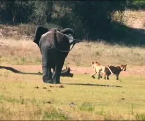 از جذابیت های حیات وحش؛ وقتی یک فیل نر واسه شکار شدن شش شیر رشید می خواهد